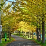 陽だまりロード（厚別区）