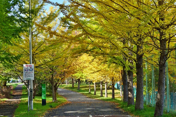 陽だまりロード(厚別区)