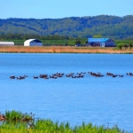 宮島沼とマガン（美唄市）