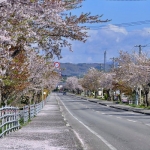 清川千本桜（北斗市）