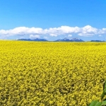 丸加高原の菜の花（滝川市）