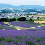 ラベンダー畑（富良野市）