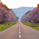二十間道路の桜並木（新ひだか町）