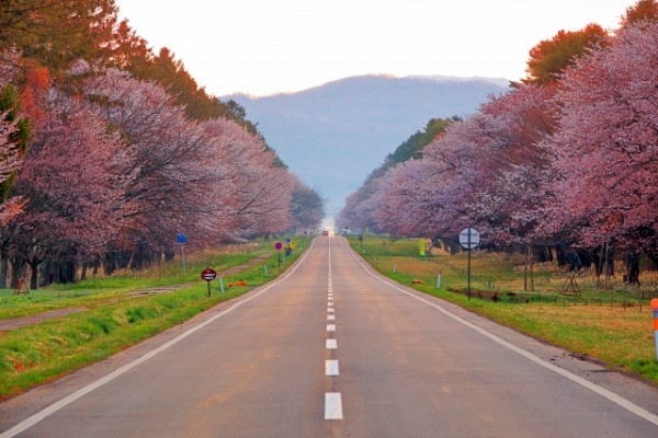 二十間道路の桜並木（新ひだか町）