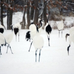 鶴見台（鶴居村）