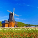 かみゆうべつチューリップ公園（湧別町）