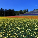 中富良野町営花畑