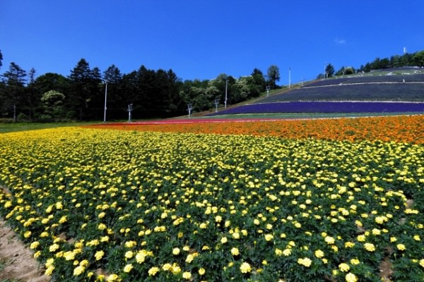 中富良野町営花畑