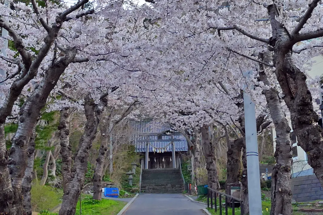 参道は桜のトンネル