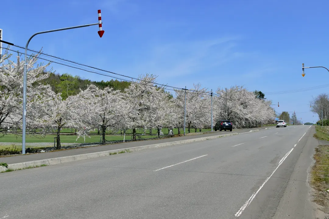 道道沿いの桜並木