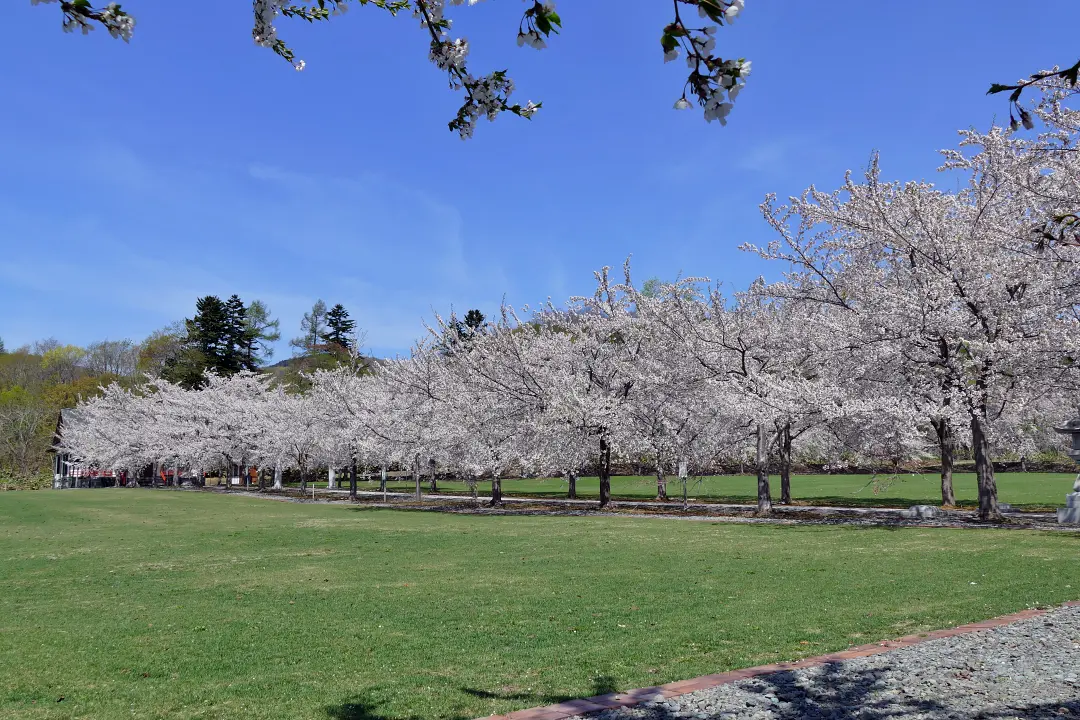 明和神社境内の桜並木