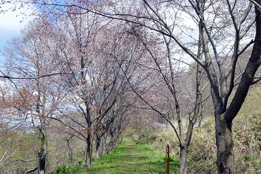 33P1160272 鷲別岬散策路1