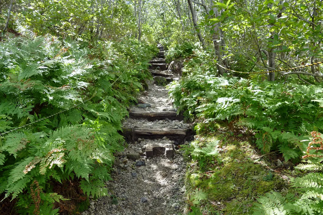 樽前山 登山道