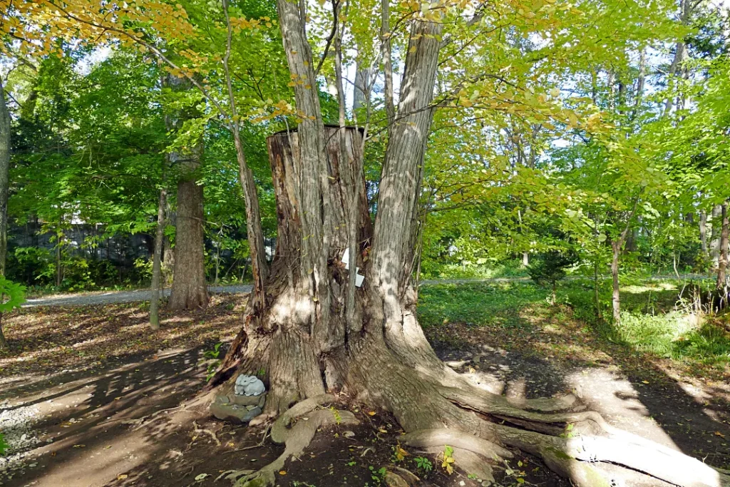 帯廣神社 境内の古木