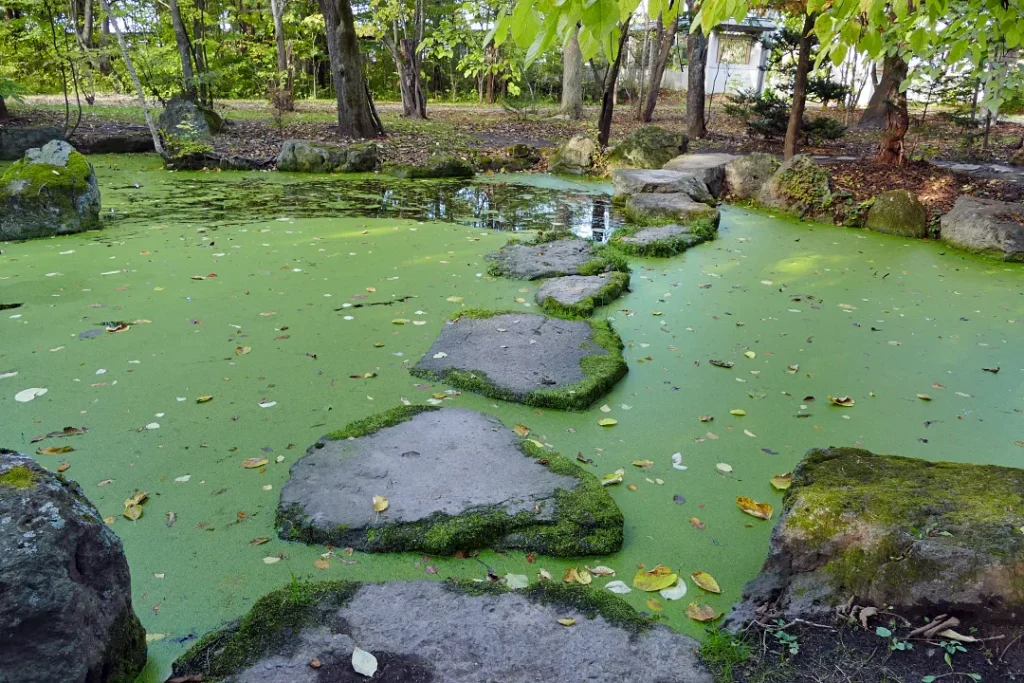 帯廣神社 緑の池