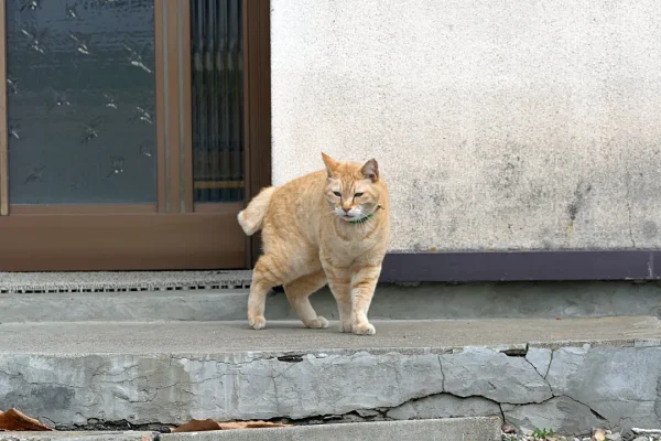 上常呂神社の猫