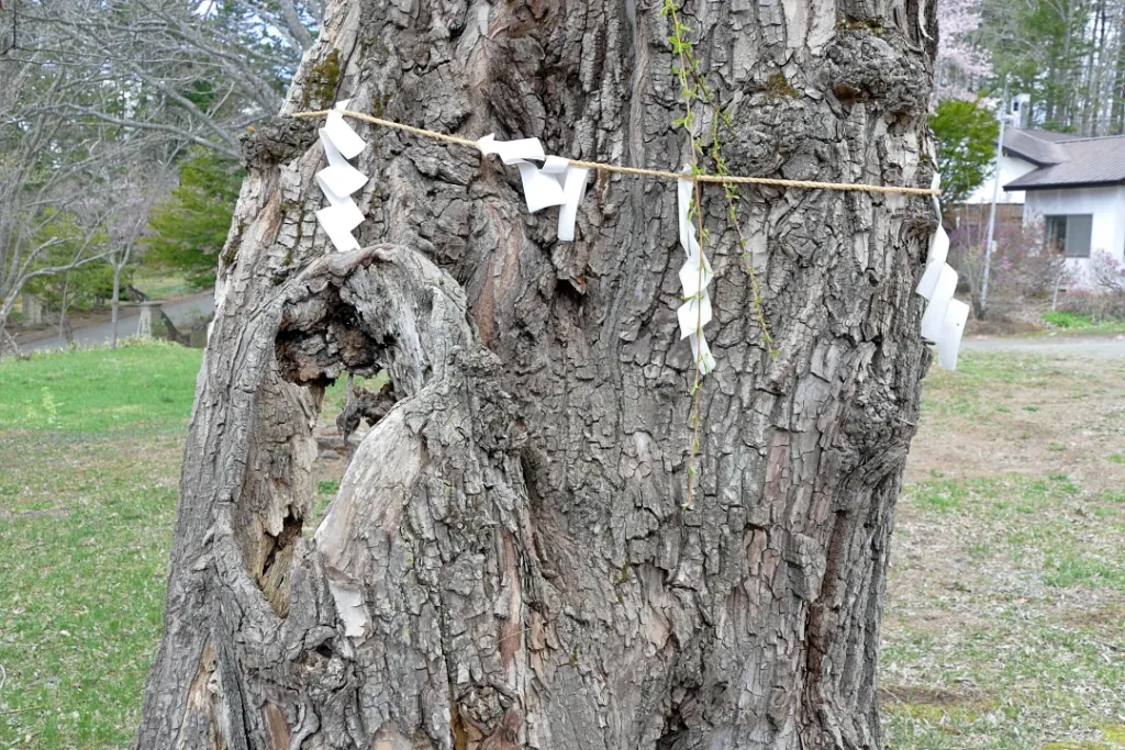 注連縄が巻かれたシダレヤナギの幹