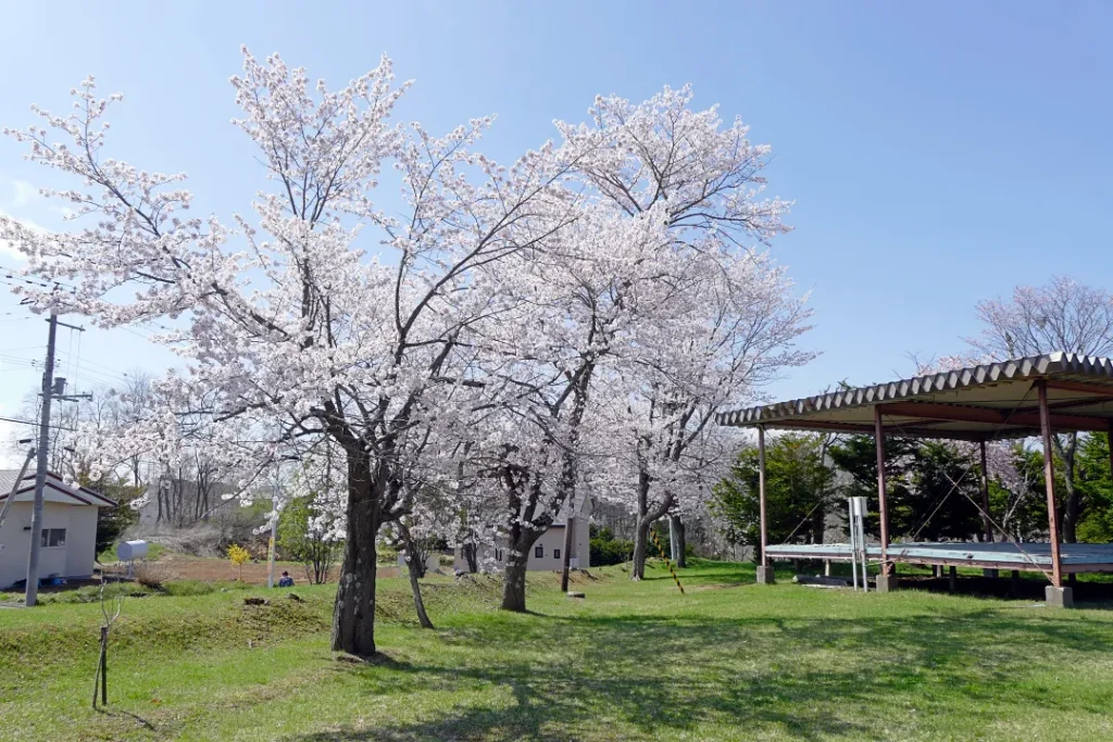 女満別神社 境内のさくら