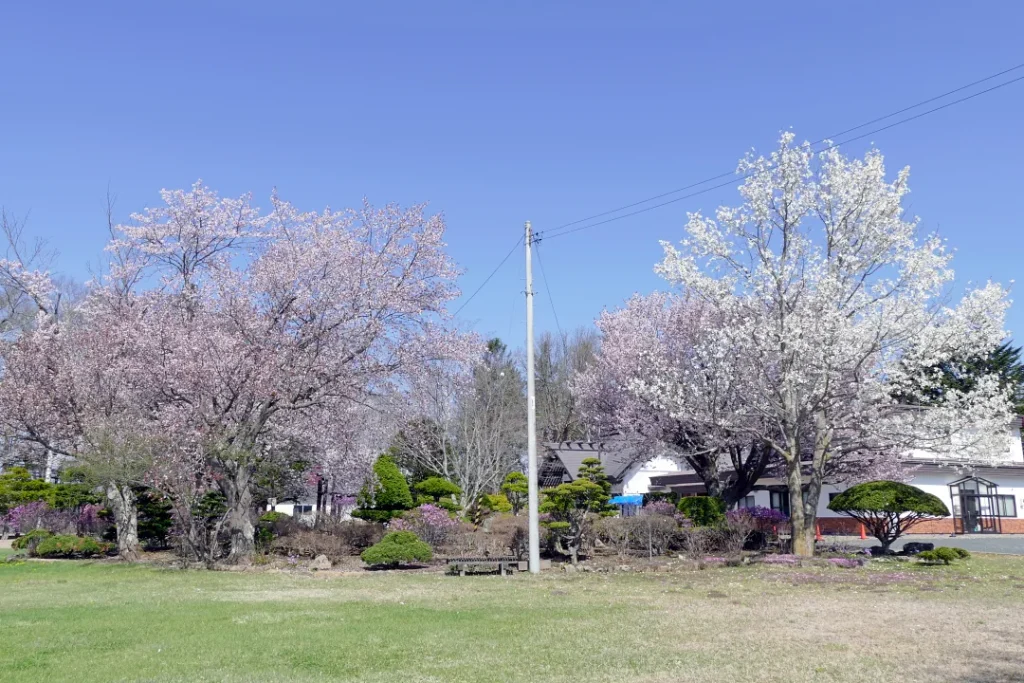 女満別神社 庭の周りのさくら