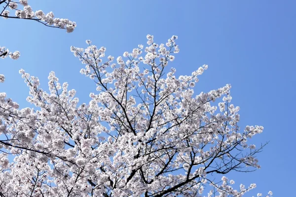 女満別神社 境内のさくらを見上げる