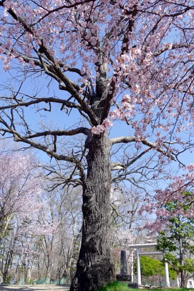 女満別神社 参道のさくら