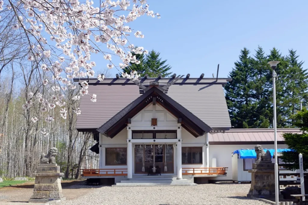 女満別神社 社殿前のさくら