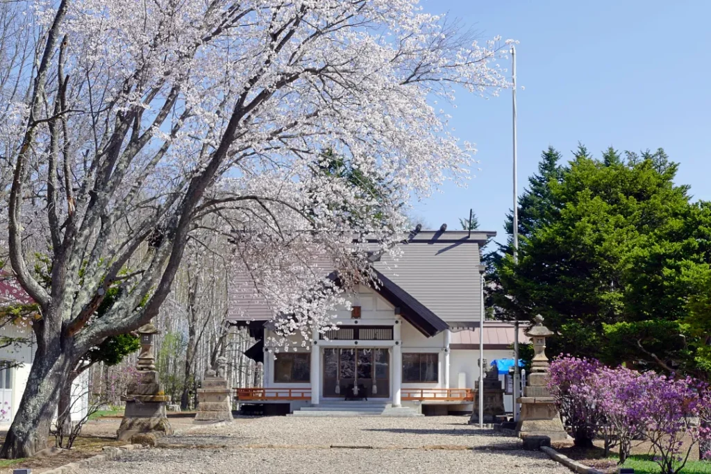 女満別神社 社殿前のさくら