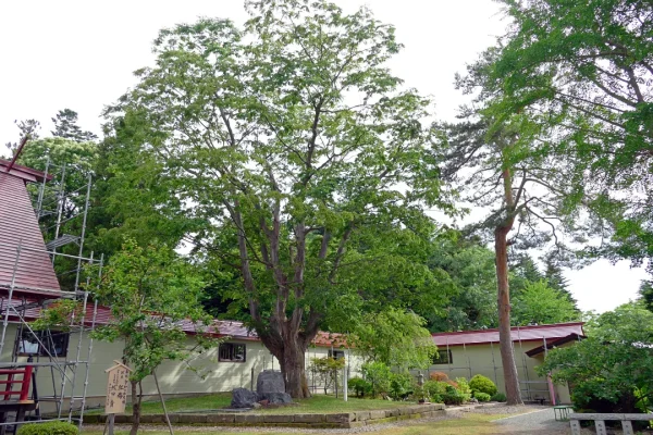 仁木神社 ご神木の欅