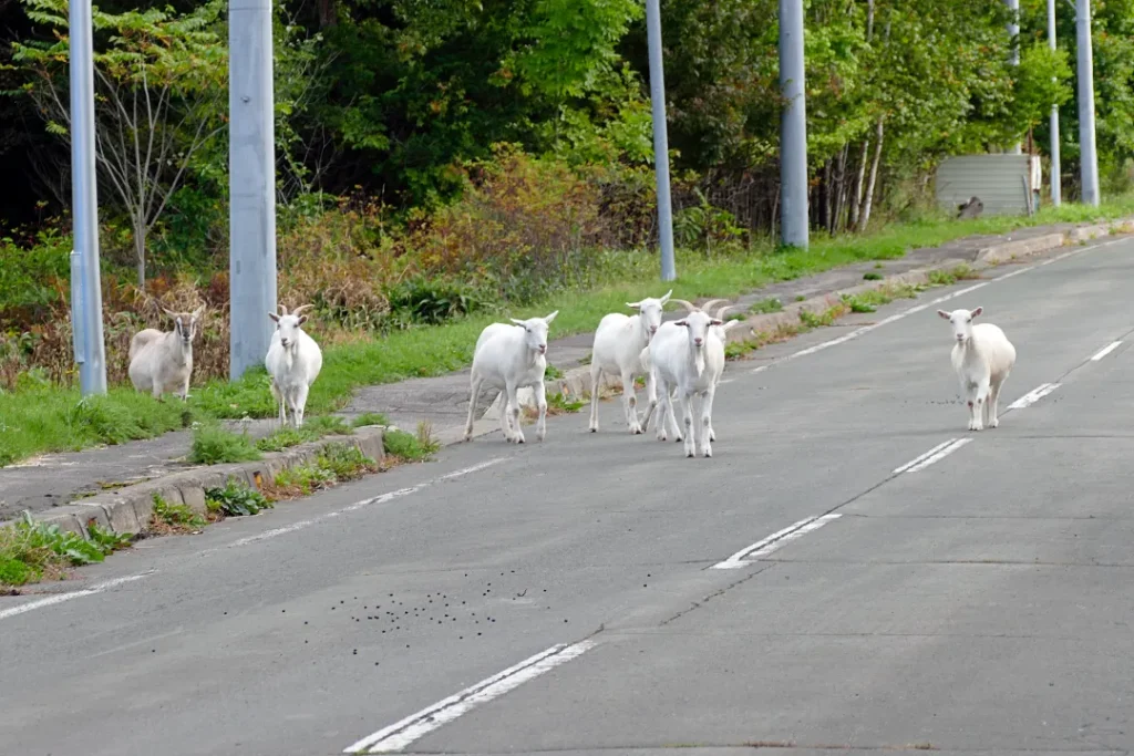 公道を集団で闊歩するヤギたち