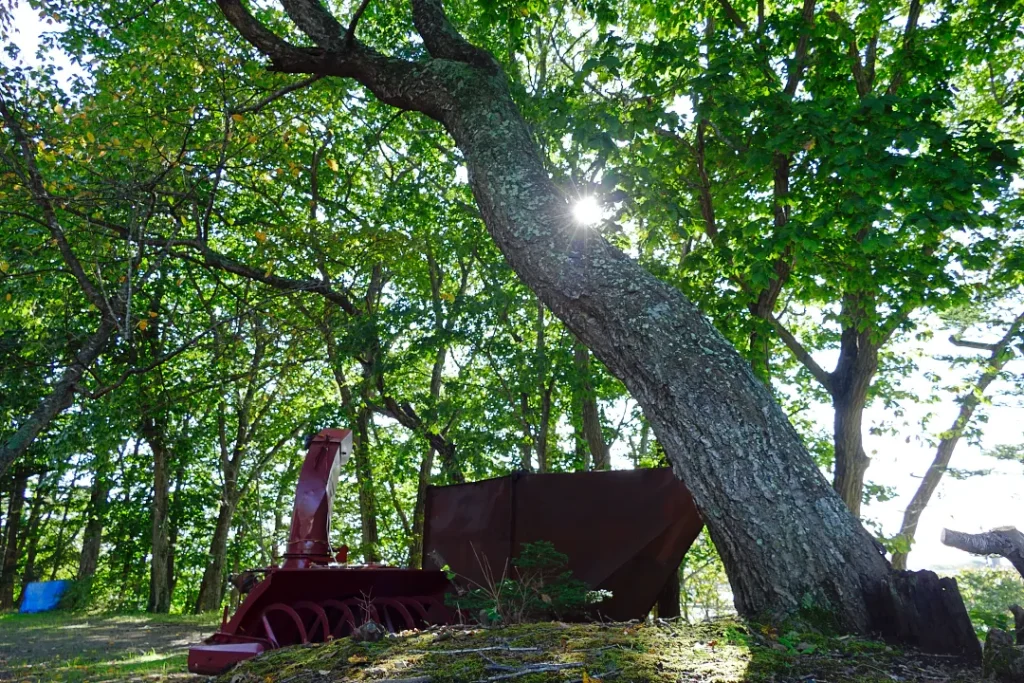 別海神社 朝日が射す境内