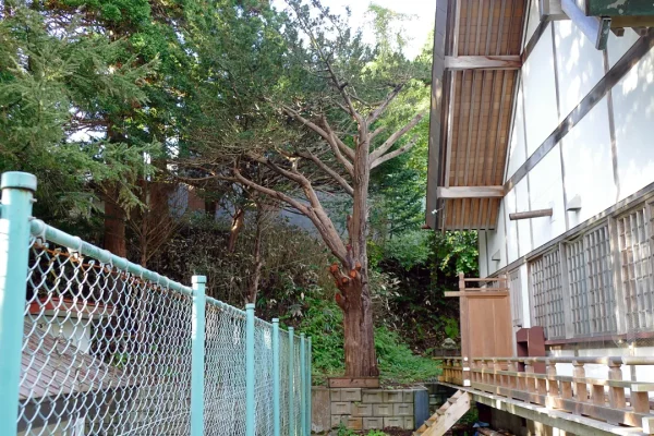 川汲稲荷神社 社殿裏の大木