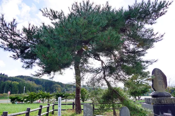 落部八幡宮 拝領御所の松