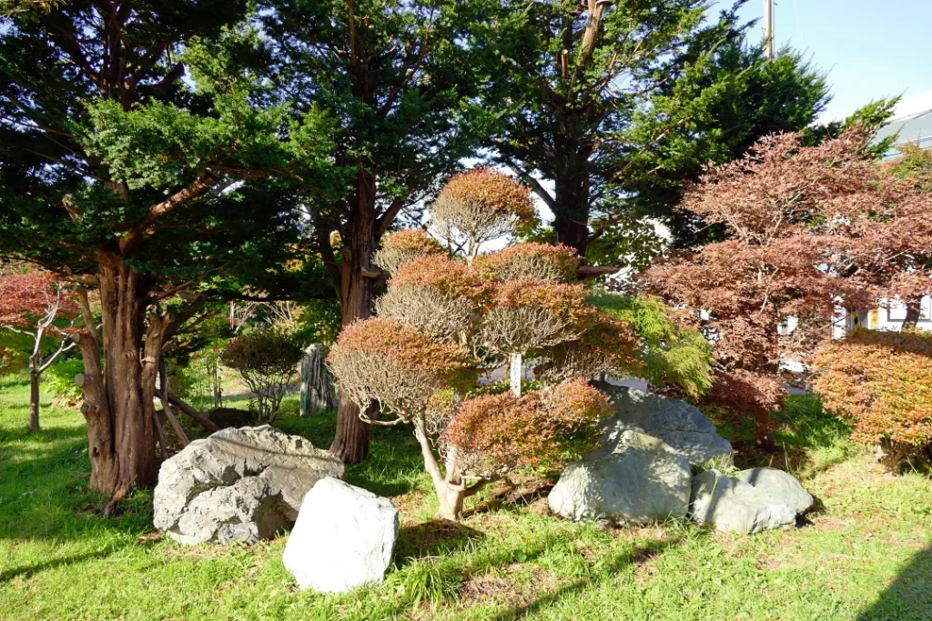 飯生神社 社務所向かいの木