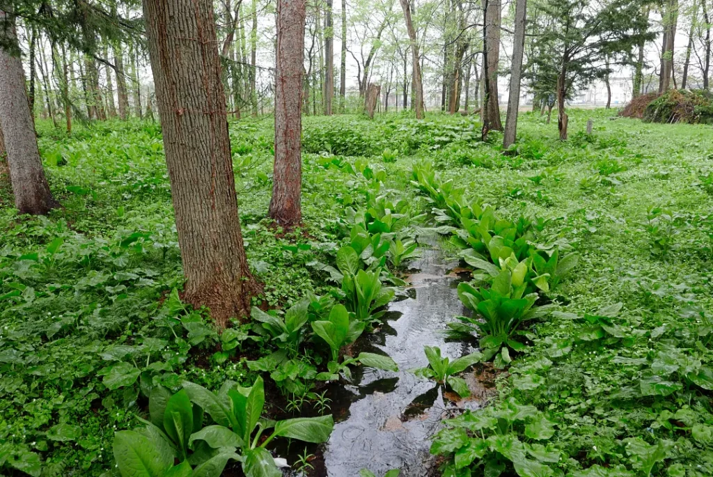 興国神社 境内の小川の流れ 右