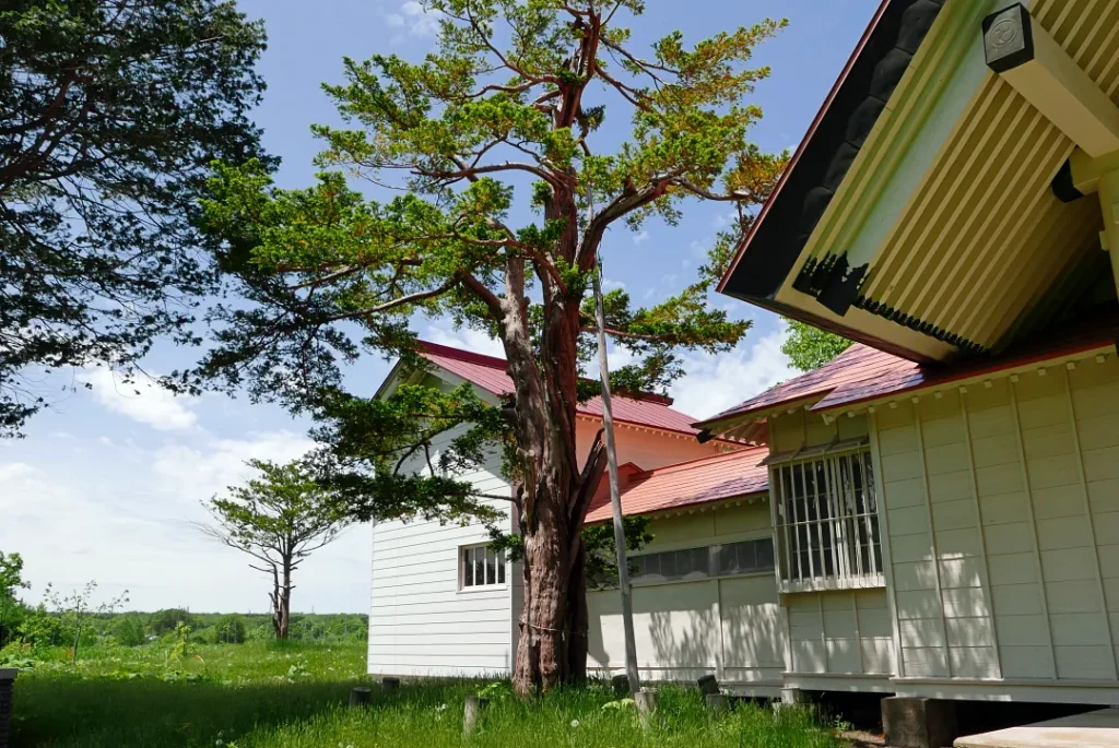 社殿横に建つ木